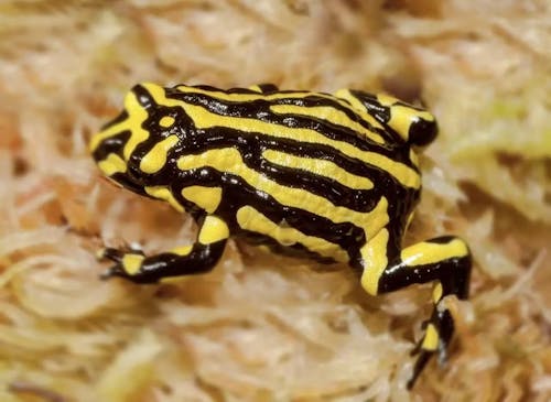 Corroboree frog (Pseudophryne corroboree)